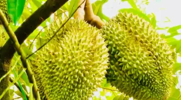 تباين حاد في أسعار البن والفلفل مع استقرار مؤشر تداول الأرز عالمياً